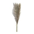 thumbnail image 2 of Mainstays 47"H Tall Decorative Natural Beige Pampas Grass, 2 of 8