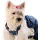 thumbnail image 3 of Paquete de 30 Lazos de Cinta de Grosgrain con Elásticos de Goma Accesorios de Aseo para Perros y Gatos de Pelo Largo, 3 of 5