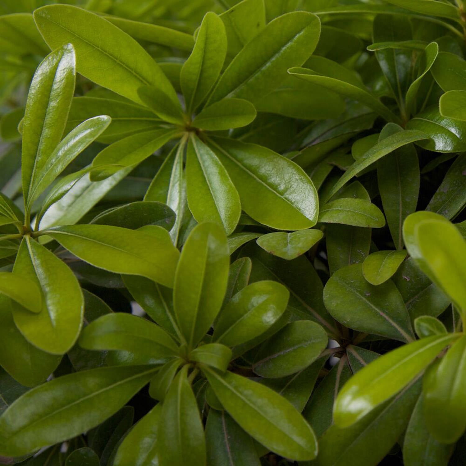 Expert Gardener Green Pittosporum 'Japanese Mock Orange' (2.5 Gallon) Part Sun Evergreen Shrub - Live Plant