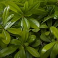 thumbnail image 6 of Expert Gardener Green Pittosporum 'Japanese Mock Orange' (2.5 Gallon) Part Sun Evergreen Shrub - Live Plant, 6 of 8