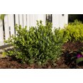 thumbnail image 5 of (12 pack) Expert Gardener 2.5QT Fall Boxwood Wintergreen Live Shrub Plant Sun, 5 of 8