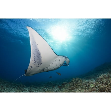 A reef manta ray cruises over hard coral off West Maui Hawaii United States of America Poster Print by Dave Fleetham  Design