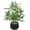 Black Pot, variant on 18 inch Tall White Potted Artificial - Luxury Artificial Tree in White Pot for , Office, Kitchen, Counter Top, Indoor , Tree, Lucky Tree.