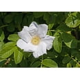 thumbnail image 3 of Seedville 10 White Japanese Rose Plant Seeds, Cold Hardy Fragrant Flowers, 3 of 11