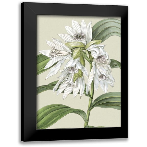Vision Studio 12x14 Black Modern Framed Museum Art Print Titled - Small Orchid Blooms III