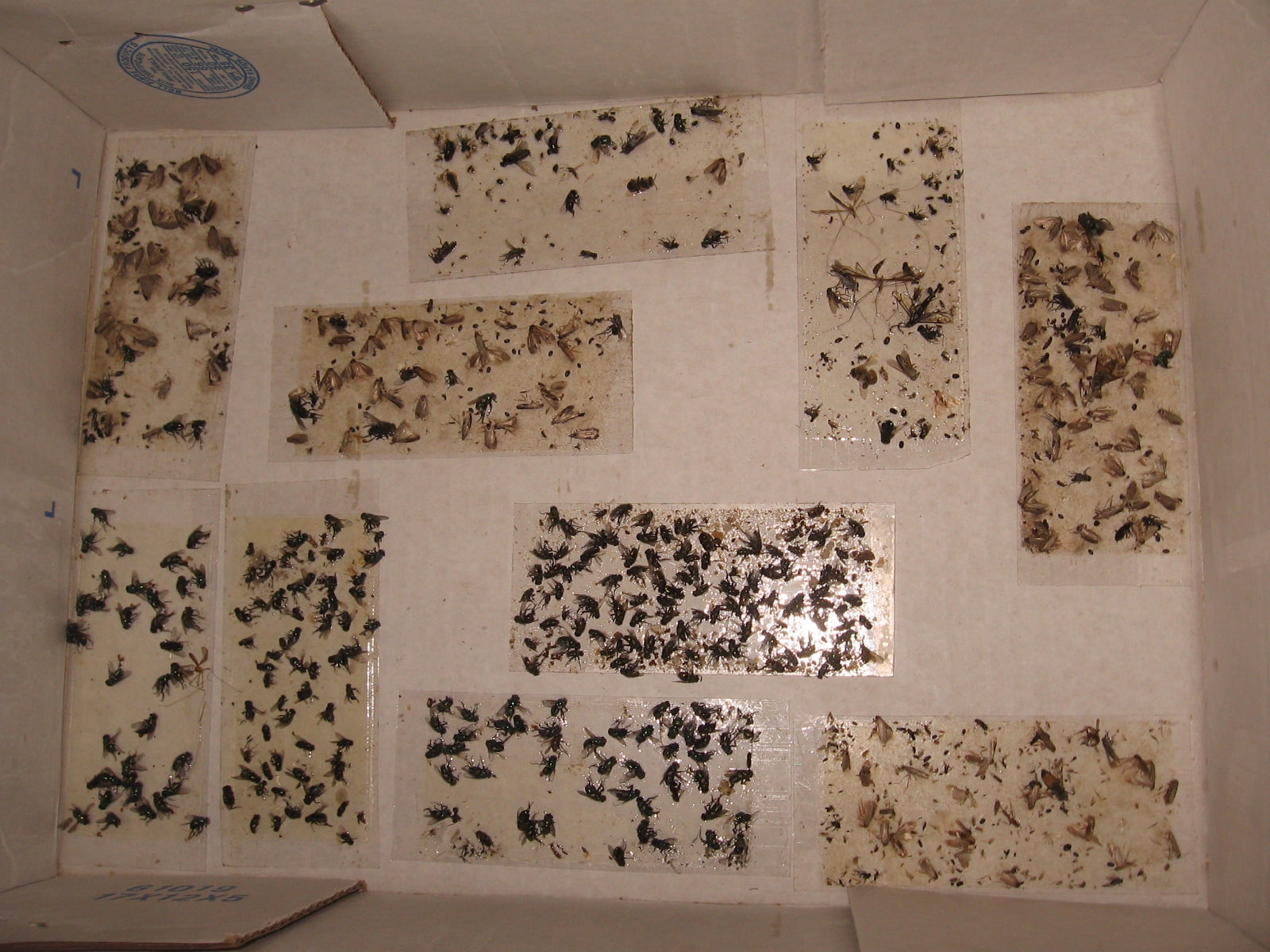 70 pk ALL Insect / Fly Traps / Sticky Strips / Glue Boards. Trap Flies, bees, wasps, asian beetles, etc.