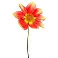 thumbnail image 2 of Empire Art Vetro de Arte - Tulipe Perroquet Orange Jaune, 2 of 2