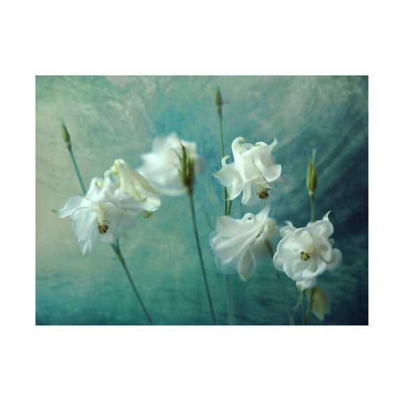 Canvas Wall Art - Mike Kreiten 'Crowns Of Thorns' Wall Art for Living Room, Bedroom, or Office Décor by Trademark Fine Art - 19 x 14 Inches