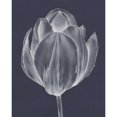thumbnail image 3 of Goldberger, Jennifer 15x18 Black Modern Framed Museum Art Print Titled - Monochrome Tulip I, 3 of 5