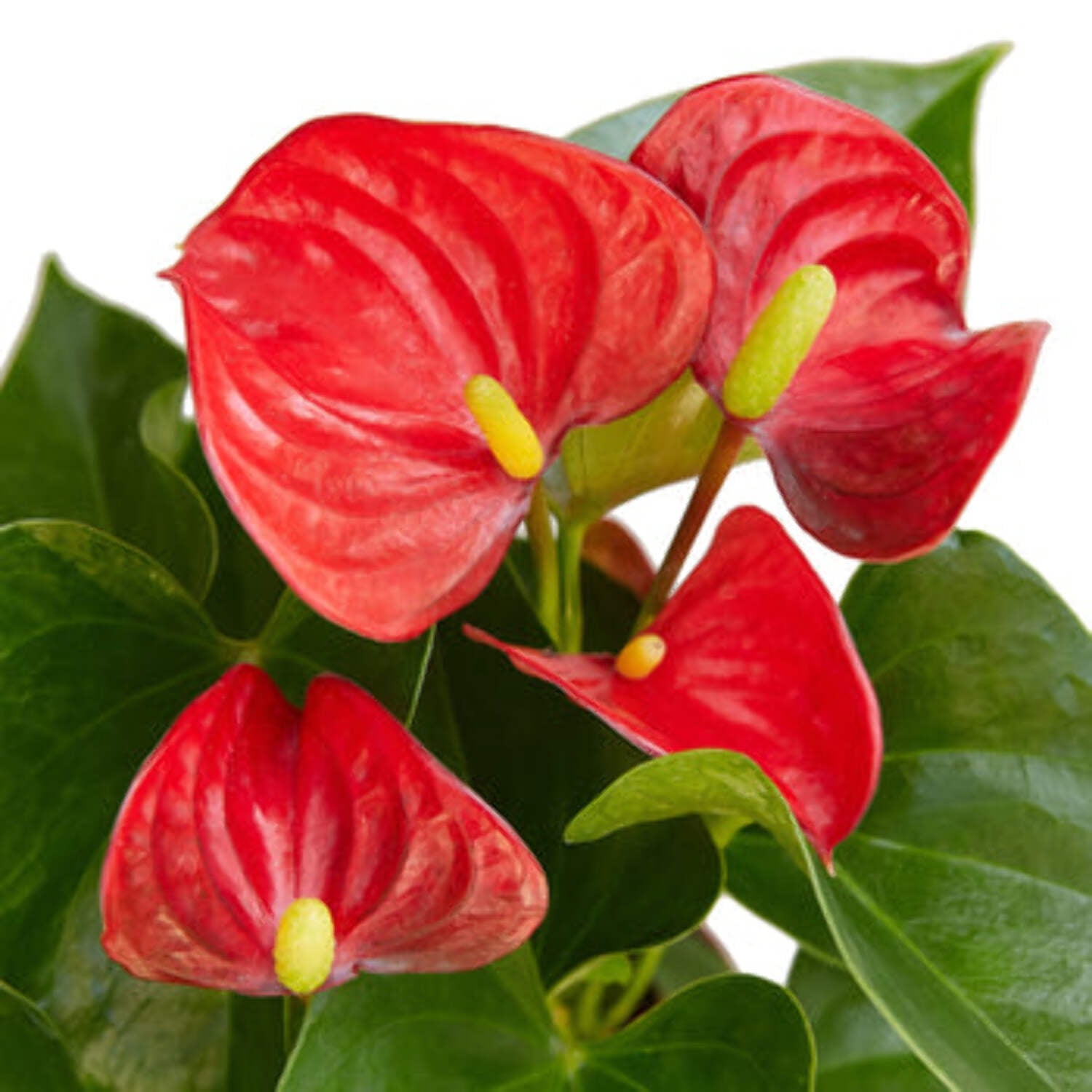 Anthurium 'Red', 4" Pot, Indoor Houseplant, Easy Care, Live Plant for Indoor & Outdoor