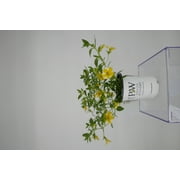 Proven Winners 1.0 PT Calibrachoa Lemon Slice Full Sun Annual Flowering Plant