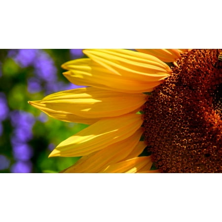 Canvas Print Centre Petals Sunflowers Half Brown Macro Yellow Stretched Canvas 32 x 24