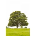 thumbnail image 2 of Karyn Millet 13x18 Gallery Wrapped Canvas Wall Art Titled - Tree I, 2 of 4