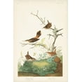 thumbnail image 4 of John James Audubon 17x24 Black Modern Wood Framed Wall Art Titled - Pl. 360 Winter Wren, 4 of 6