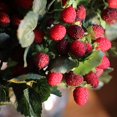 thumbnail image 2 of Artificial Fruit Faux Raspberry Fruit Stem Set 10" Tall, 2 of 5