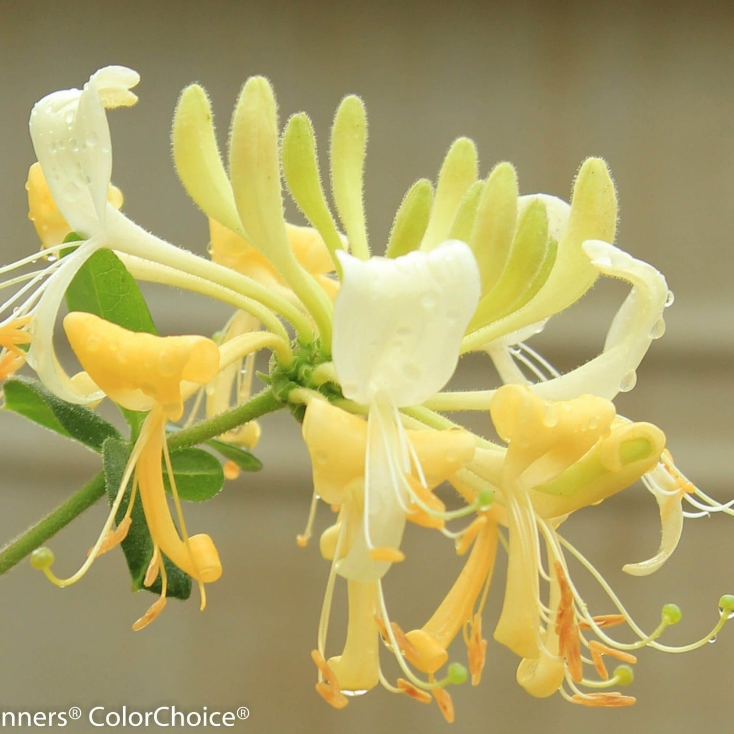 Proven Winners ColorChoice 5" Yellow 'Scentsation' Honeysuckle Live Plant in 4.5" Pot (4 Count)