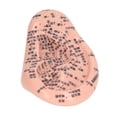 thumbnail image 2 of Stimulation Ear Acupuncture Model,6.7in Ear Acupuncture Model Ear Massage Acupuncture Model Ear Acupuncture Points Model Dependable Performance, 2 of 8