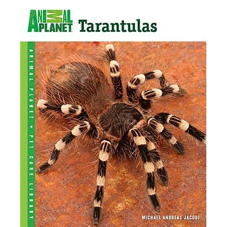 Tarantulas (Best Tarantula To Own)