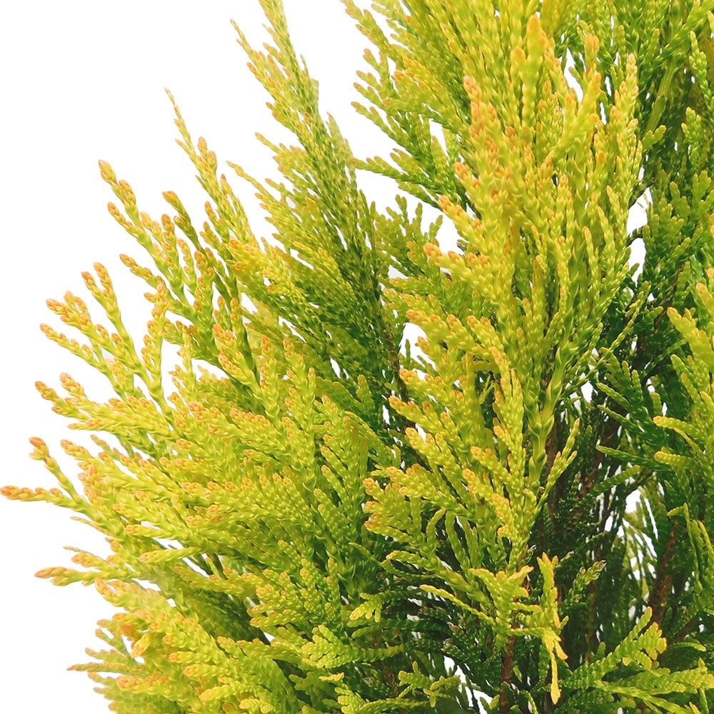 Southern Living Forever Goldy Arborvitae Live Shrub in 2-Gallon Grower Pot
