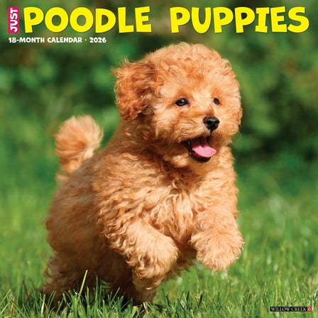 Poodle Puppies 2026 Wall Calendar