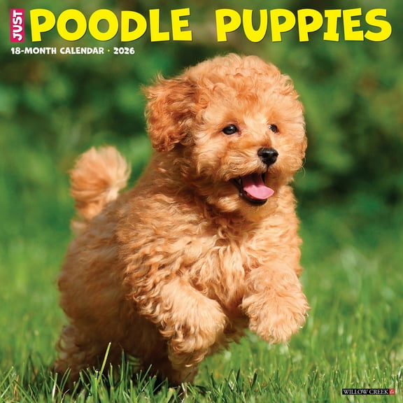Poodle Puppies 2026 Wall Calendar