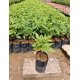 thumbnail image 5 of 200 bolsas de plástico gruesas para vivero para plántulas de flores y frutas bolsas para plantar en jardín con permeabilidad al aire 12*15CM, 5 of 5