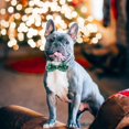 thumbnail image 2 of Collar Perro de Navidad, con Pajarita Perro, Suave, Cómodo y Ajustable para Perros Pequeños Medianos Grandes, 2 of 4