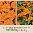 thumbnail image 3 of Harris Seeds Marigold Durango Tangerine Seeds, Anemone Type, Non-GMO, 500 Count, 3 of 7
