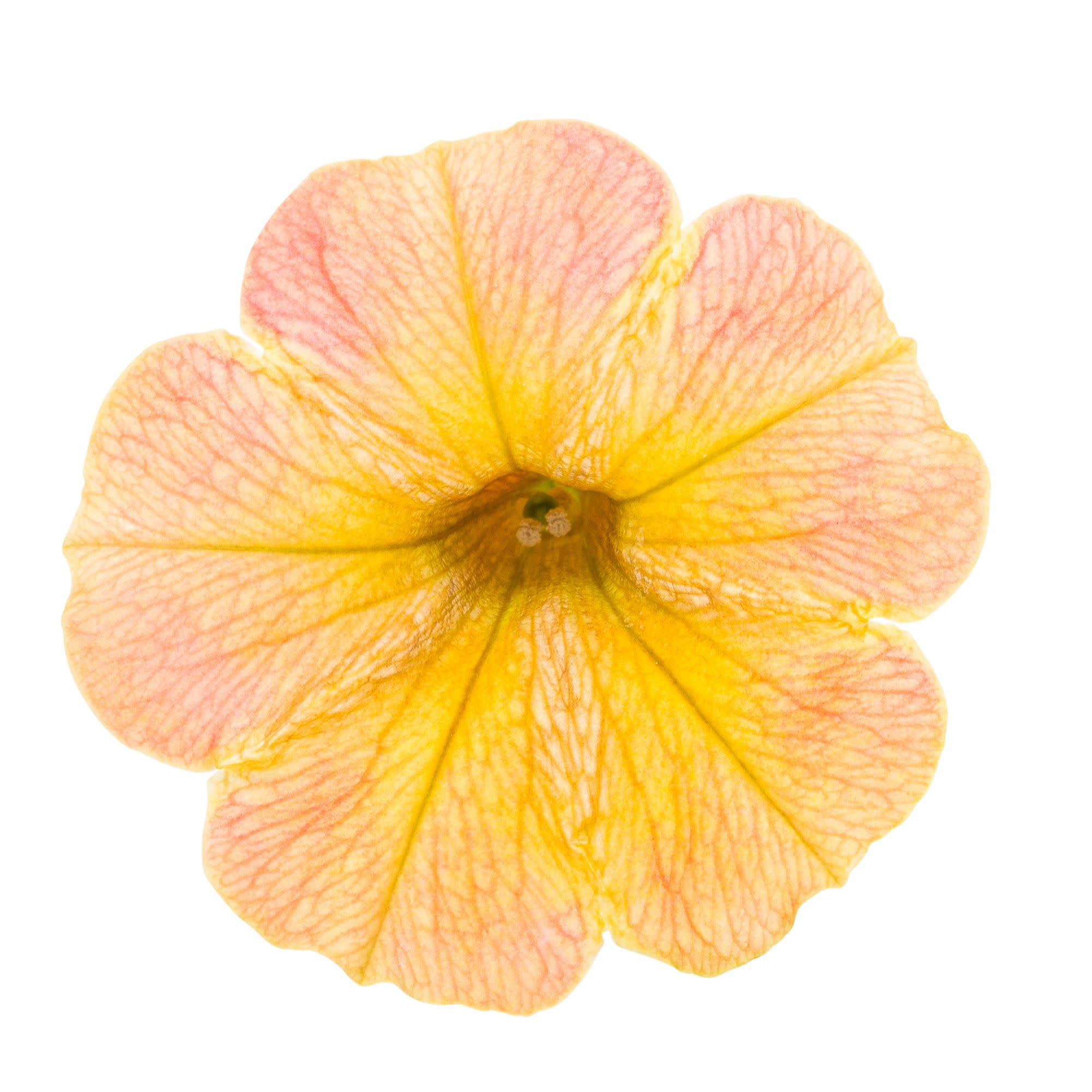 Proven Winners 4" Yellow Supertunia Honey Petunia Live Plant in 4.25" Pot (4 Count)