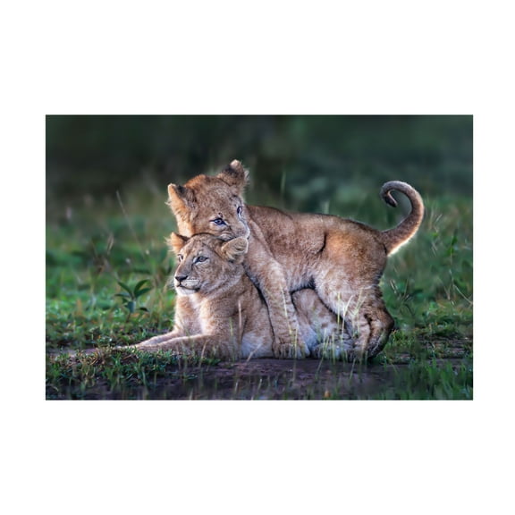 Trademark Fine Art Xavier Ortega Playful lion cubs Canvas Wall Art