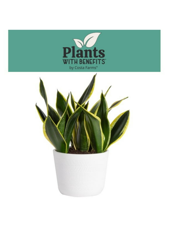Snake Plants in Indoor Plants
