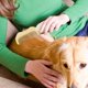 thumbnail image 4 of Cepillo de aseo para perros y gatos Herramienta suave para eliminar el pelo Uso en interiores Peine de plástico para mascotas para eliminar el pelo, 4 of 4