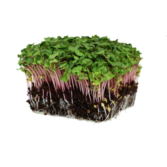 Red Stem Radish Microgreens Seeds - 8 g Packet ~1000 Seeds - Red Stemmed With Green Leaves - Non-GMO Micro Greens Seed