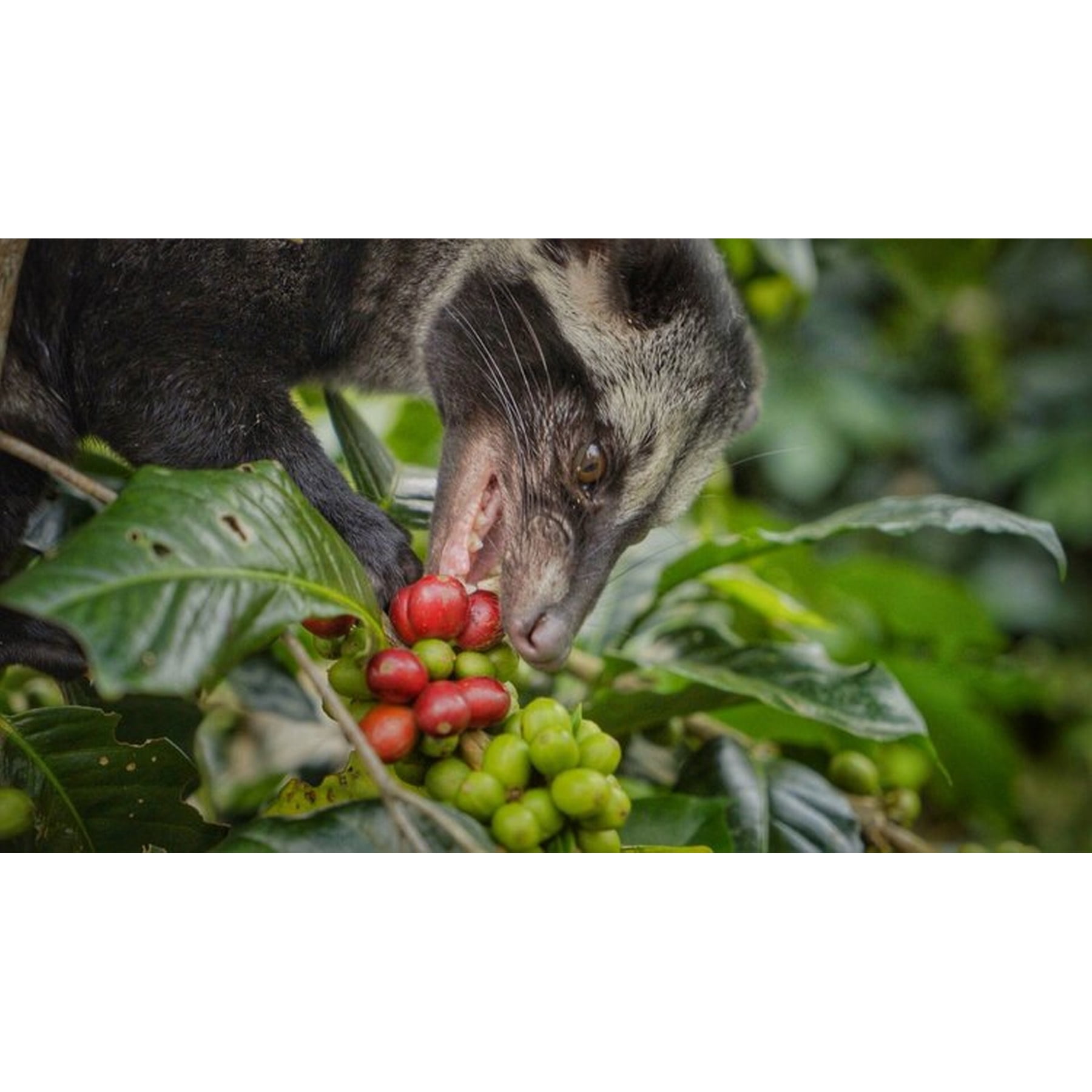 Premium Kopi Campur From Indonesia Wild Palm Civets Arabica Coffee Beans, Medium Roast, 250 Grams