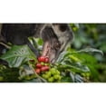 thumbnail image 4 of Premium Kopi Campur From Indonesia Wild Palm Civets Arabica Coffee Beans, Medium Roast, 250 Grams, 4 of 6