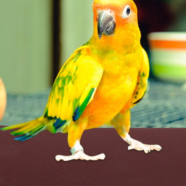 unbranded 20Ud Lija Para Jaula De Pájaros Con Superficie Especial Para Desgaste De Garras Color Marrón