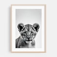 thumbnail image 2 of baby lion - Photography Tiger Wildlife Black and White Animal Portrait Nature Minimalist Unframed Wall Art Print 24 x 36 inches, 2 of 60