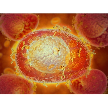 Release Granules - Microscopic view of a mast cell found in connective tissue that contains numerous basophilic granules and releases substances such as heparin and histamine in response to injury Poster Print