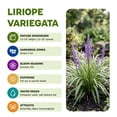 thumbnail image 6 of Expert Gardener Outdoor Live Plant Liriope Lily Turf Variegata Green Grass 2QT, Partial Shade, 6 of 7