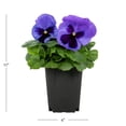 thumbnail image 3 of Expert Gardener 1PT Blue Pansy Live Annual Plant Sun 6-Pack, 3 of 6