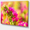 thumbnail image 2 of Belles Fleurs de Bougainvillier Roses - Impression d'Art Floral sur Toile, 2 of 3