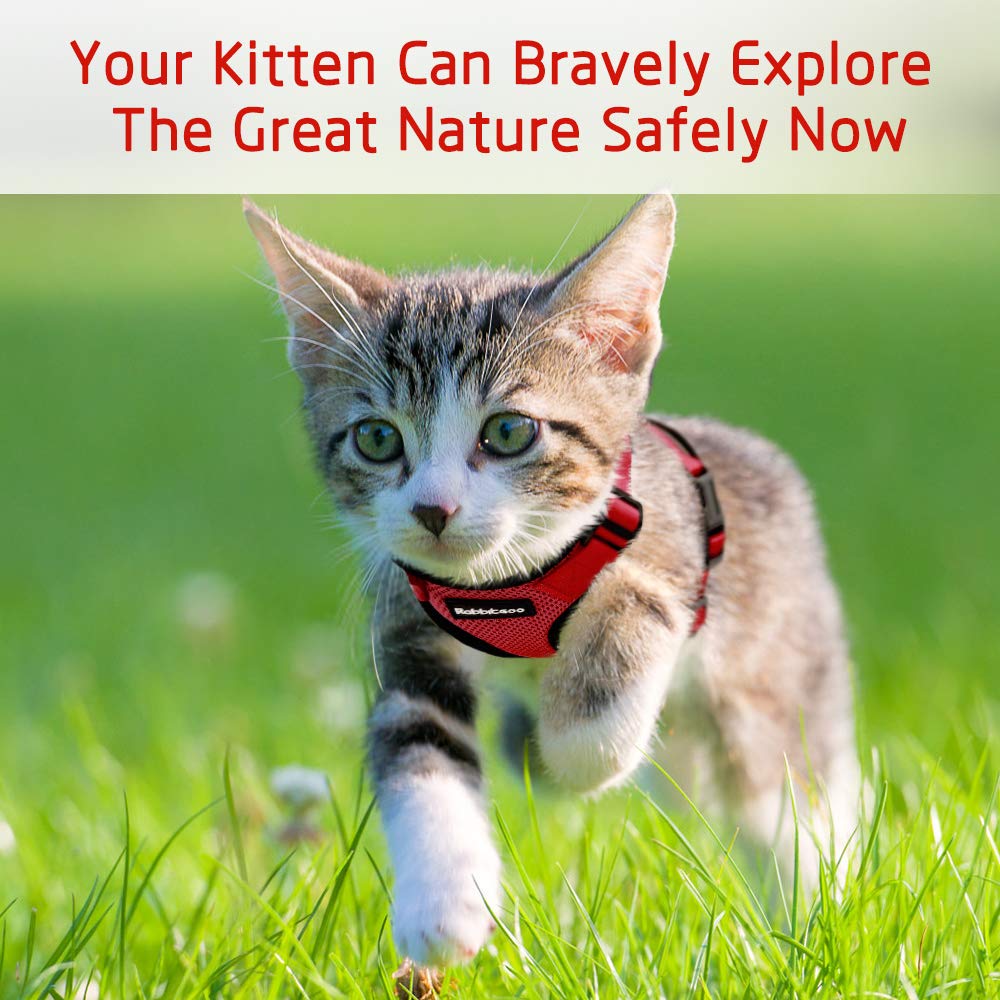 Whisker City Comfort Cat Harness Review