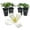 4 Plants, variant on Clematis Montana Grandiflora - Live Starter Plant in a 2 Inch Growers Pot - Starter Plants Ready for The Garden - Rare Clematis for Collectors