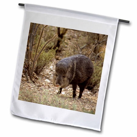 3dRose, Arizona, Javelina wildlife, Arizona-Sonora Desert - US03 KWI0021 - Kymri Wilt, 12 x 18 inch Garden Flag