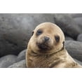 thumbnail image 2 of Bush, Marie 32x23 White Modern Wood Framed Museum Art Print Titled - Ecuador, Galapagos Islands Sea lion pup, 2 of 4