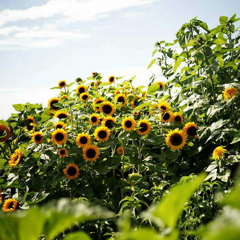 Eden Brothers Sunflower Seeds (Dwarf) - Topolino, Non-GMO Eden Brothers Sunflower Seeds (Dwarf) - Topolino, Non-GMO