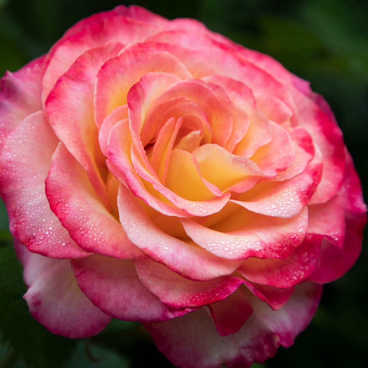 True Bloom 'True Sincerity' PP28929 Pink & Yellow Rose Bush