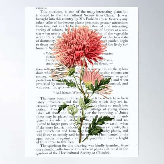 Botanical Chrysanthemum On Flower Book Page Poster Wall Art, Modern Wall Decor For Living Room Bedroom, 8x12 UNFRAMED