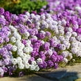 thumbnail image 2 of Lobularia Alyssum Drought Tolerant Ground Cover Plant Flower Seed Mix - 4000 Seeds, 2 of 4