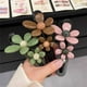 thumbnail image 2 of Pinzas para el pelo xinyu pico de pato estilo retro con flores 3 unidades antideslizantes, 2 of 7